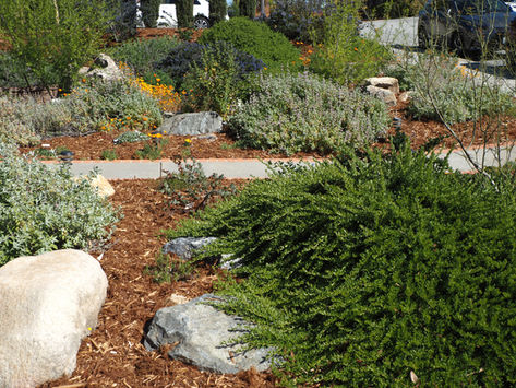 FROM THE MASTER GARDENERS: A Case for California Native Plants