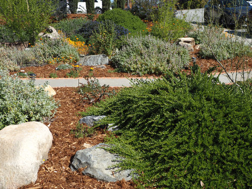 FROM THE MASTER GARDENERS: A Case for California Native Plants