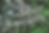 https://treesa.org/dais-cotinifolia/