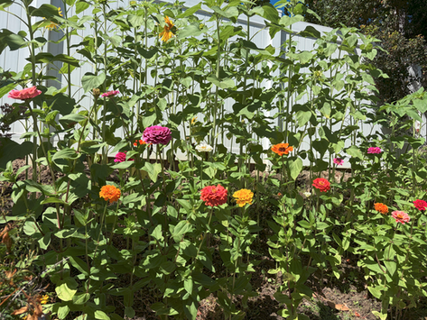 GARDEN SURROUNDINGS: Phenomenal Experiences in Nature