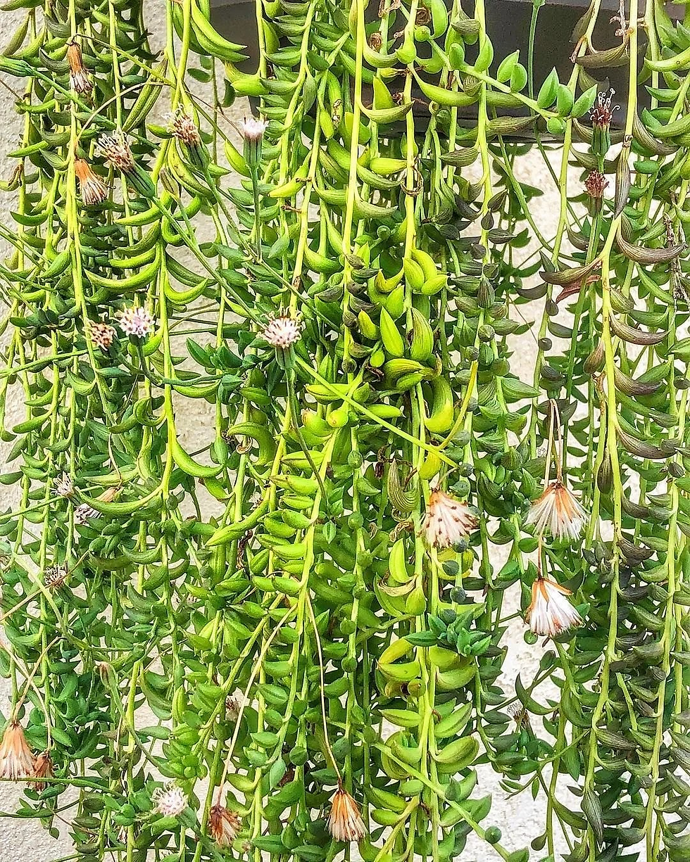 https://i0.wp.com/succulentplantguide.com/wp-content/uploads/2021/06/string-of-bananas-blooming.jpeg?w=1080&ssl=1