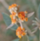 http://www.darwin.edu.ar/Proyectos/FloraArgentina/DetalleEspecie.asp?especie=tucumanensis&genero=Buddleja&espcod=24552