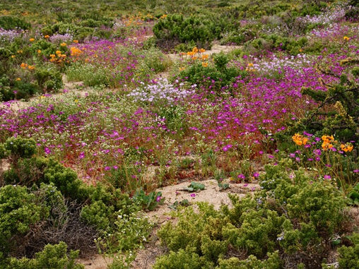 The Eye Dazzling Atacama Superbloom