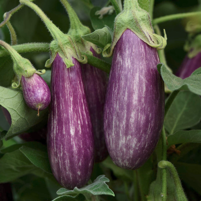 'Fairy Tale' eggplant. Photo from Eden Brothers seed company.