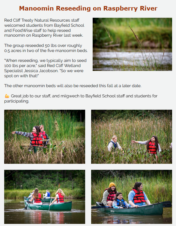 Wild rice restoration efforts in coordination with the Red Cliff Parks & Recreation Committee Tony serves on.