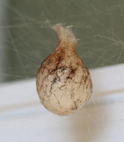 Golden Orb Weavers are native to California and you might find one of these egg cases in your garden. "Golden Silk Orb Weaver Sack" by Clicksy is licensed under CC BY 2.0.