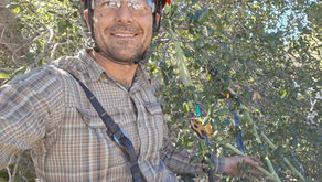 Right Tree, Right Place, Right Fire Zone: A Look at San Diego’s Trees and Their Future, With Tony Gurnoe