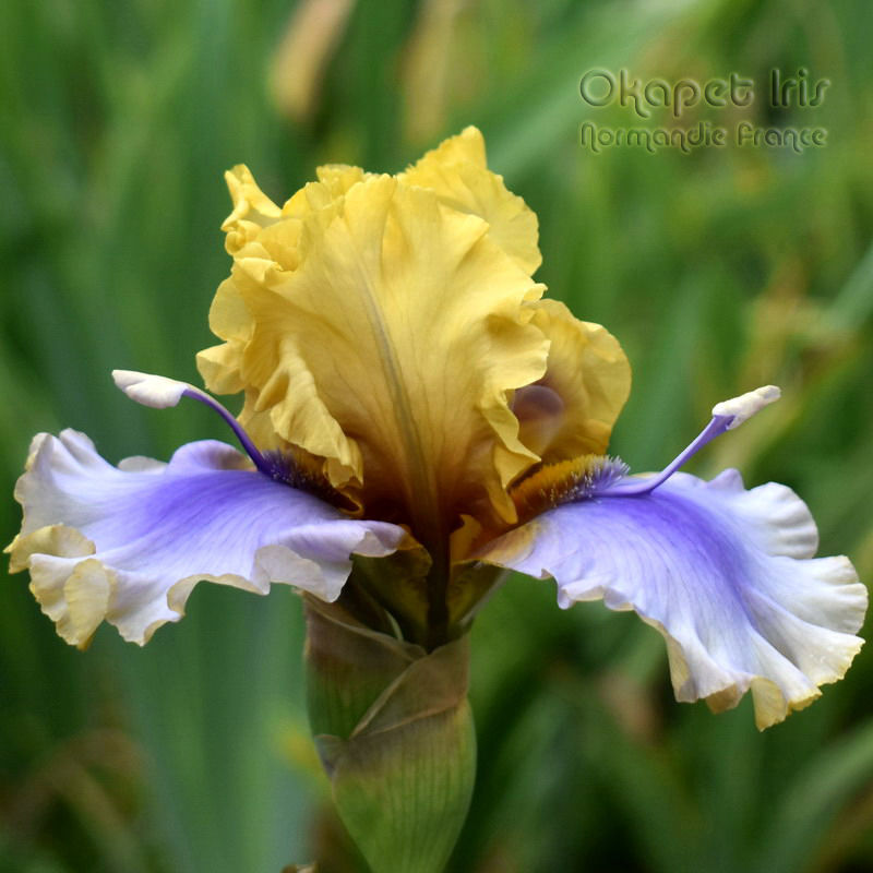 Miniature : Floating Feather