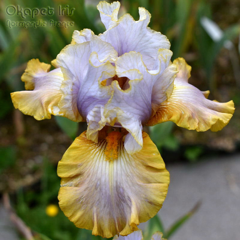 Miniature : Gilt By Association