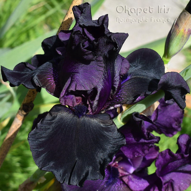 Miniature : Paint  It Black