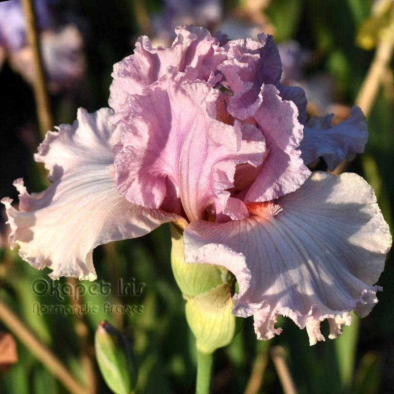 Miniature : Bubblicious