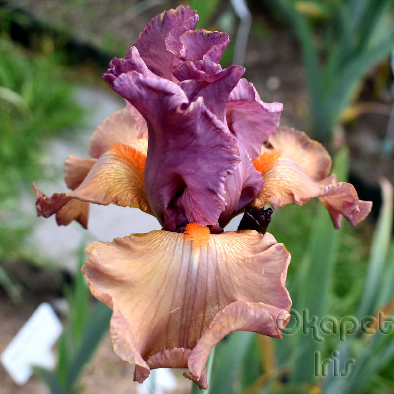 Miniature : Calaboussen