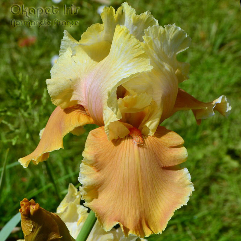 Miniature : English Charm