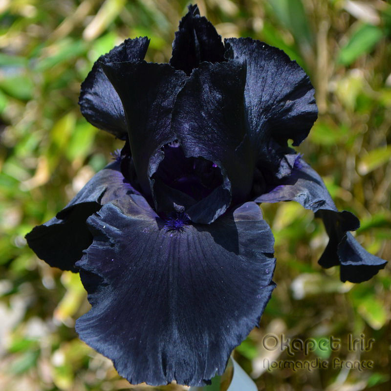 Miniature : Black Suited