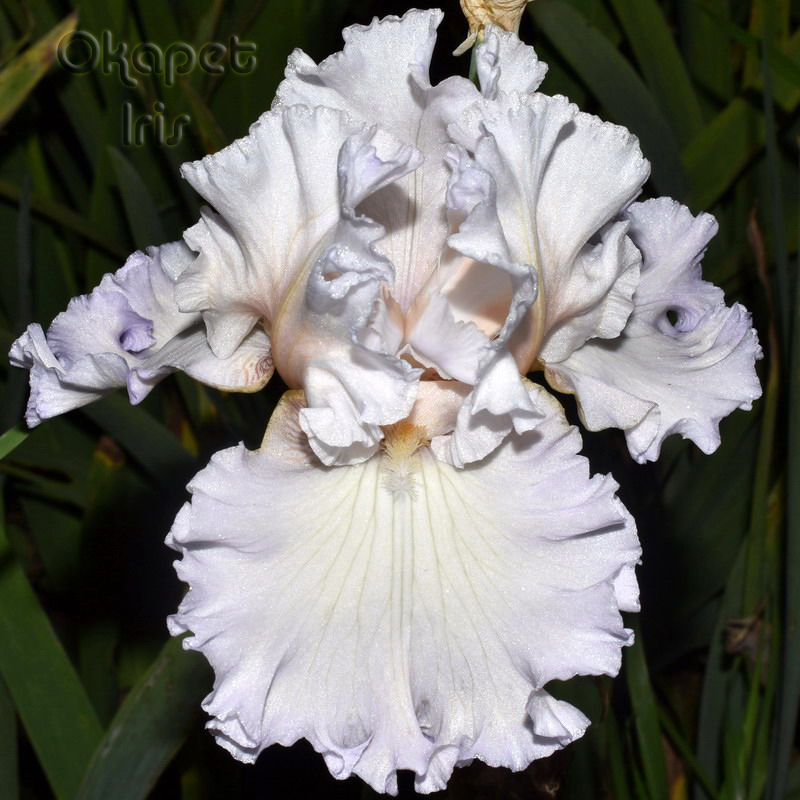 Miniature : Kiss Me Allover