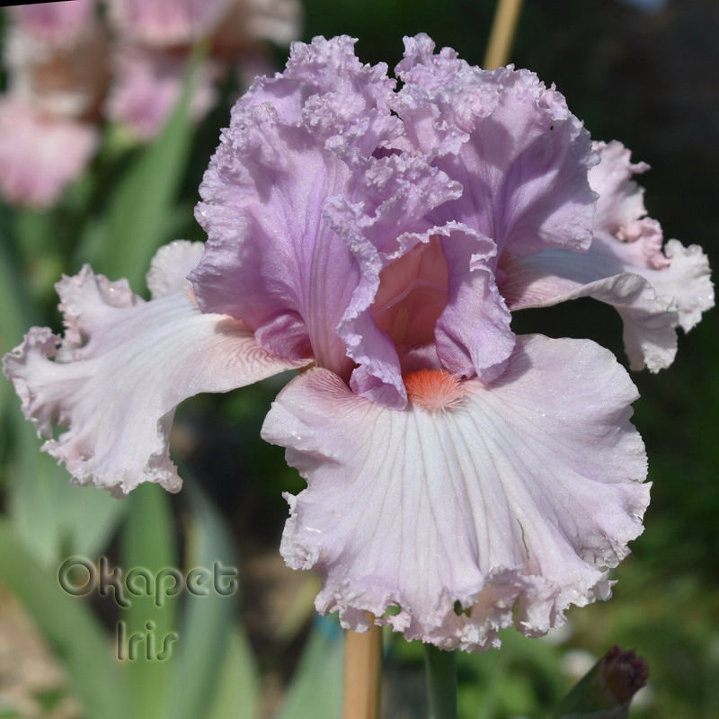 Miniature : Bubblicious