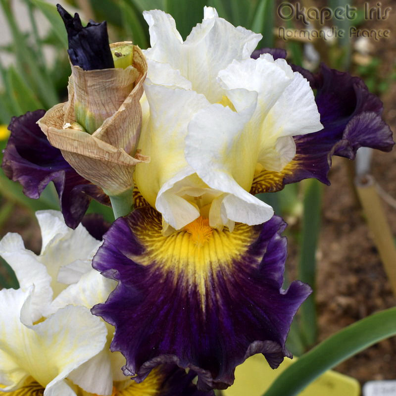 Miniature : Flash of Brilliance