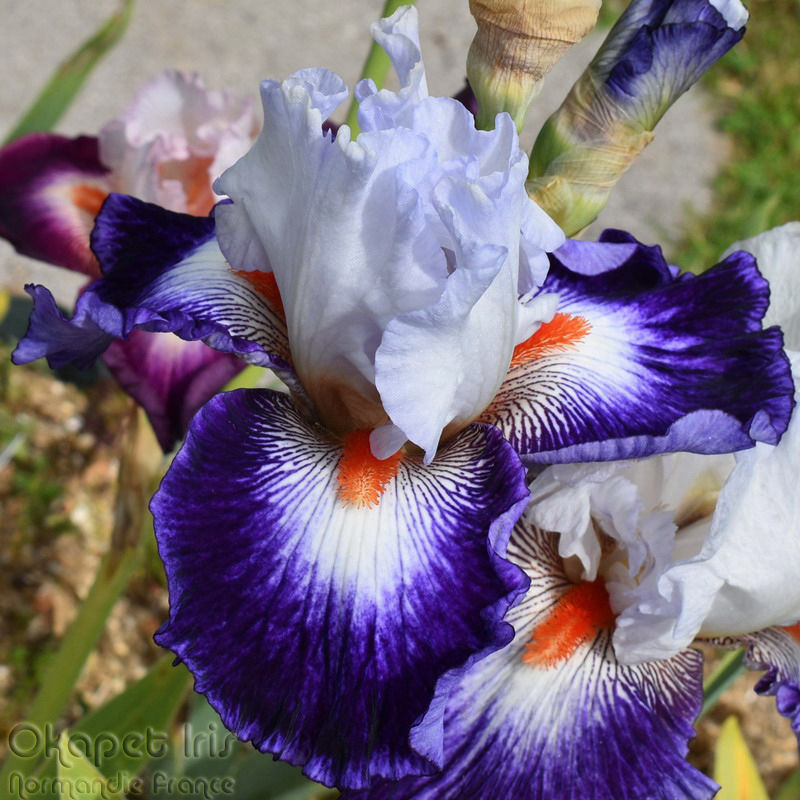 Miniature : Gypsy Lord