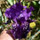 Miniature : Gnu Again