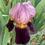 Miniature : Senlac