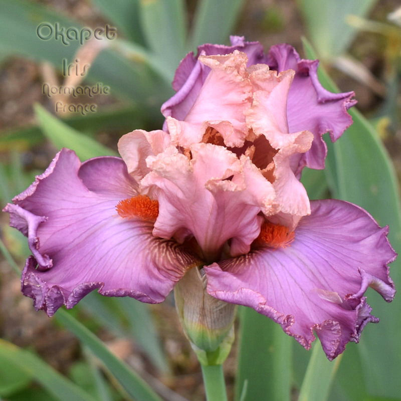 Miniature : Abiding Love