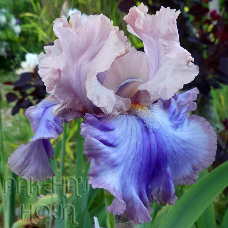 Miniature : Florentine Silk