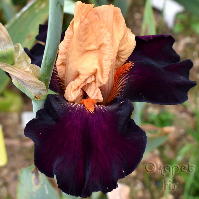 Miniature : Brilliant Disguise