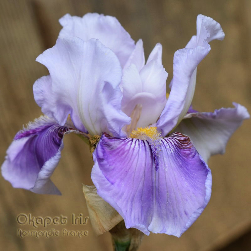 Miniature : Epée Violette