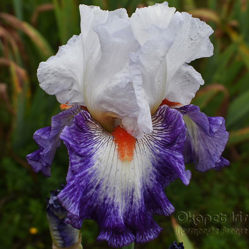 Miniature : Gypsy Lord