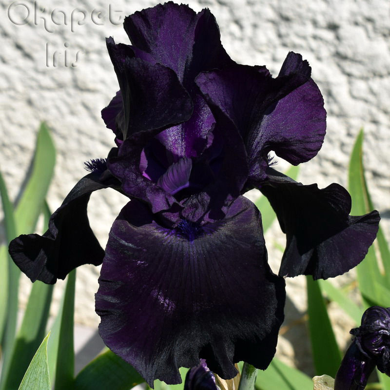 Miniature : Black Suited
