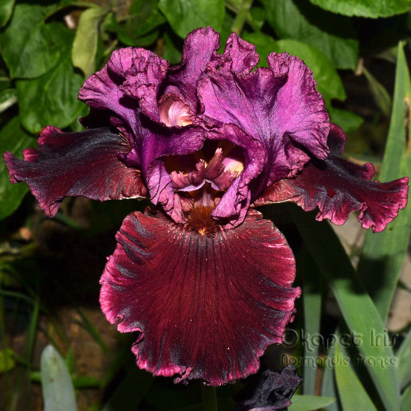 Ruby Royal