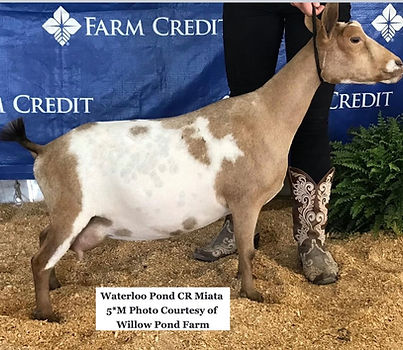 Miata side udder_edited.jpg