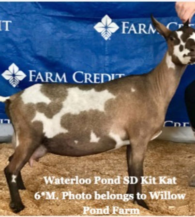 kit kat photo_edited_edited.jpg