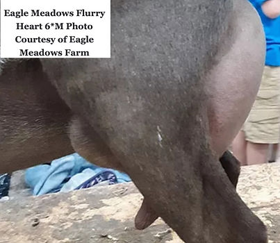 flurry heart udder_edited.jpg