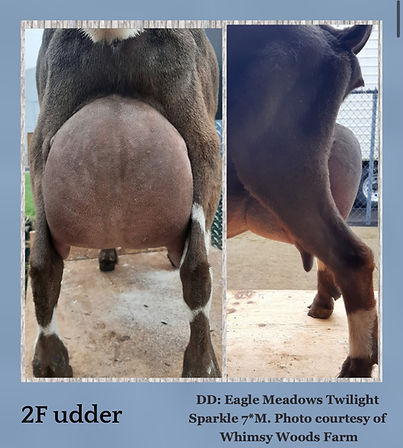 Sparkle 2F udder_edited.jpg