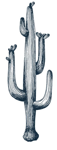 dessin de cactus