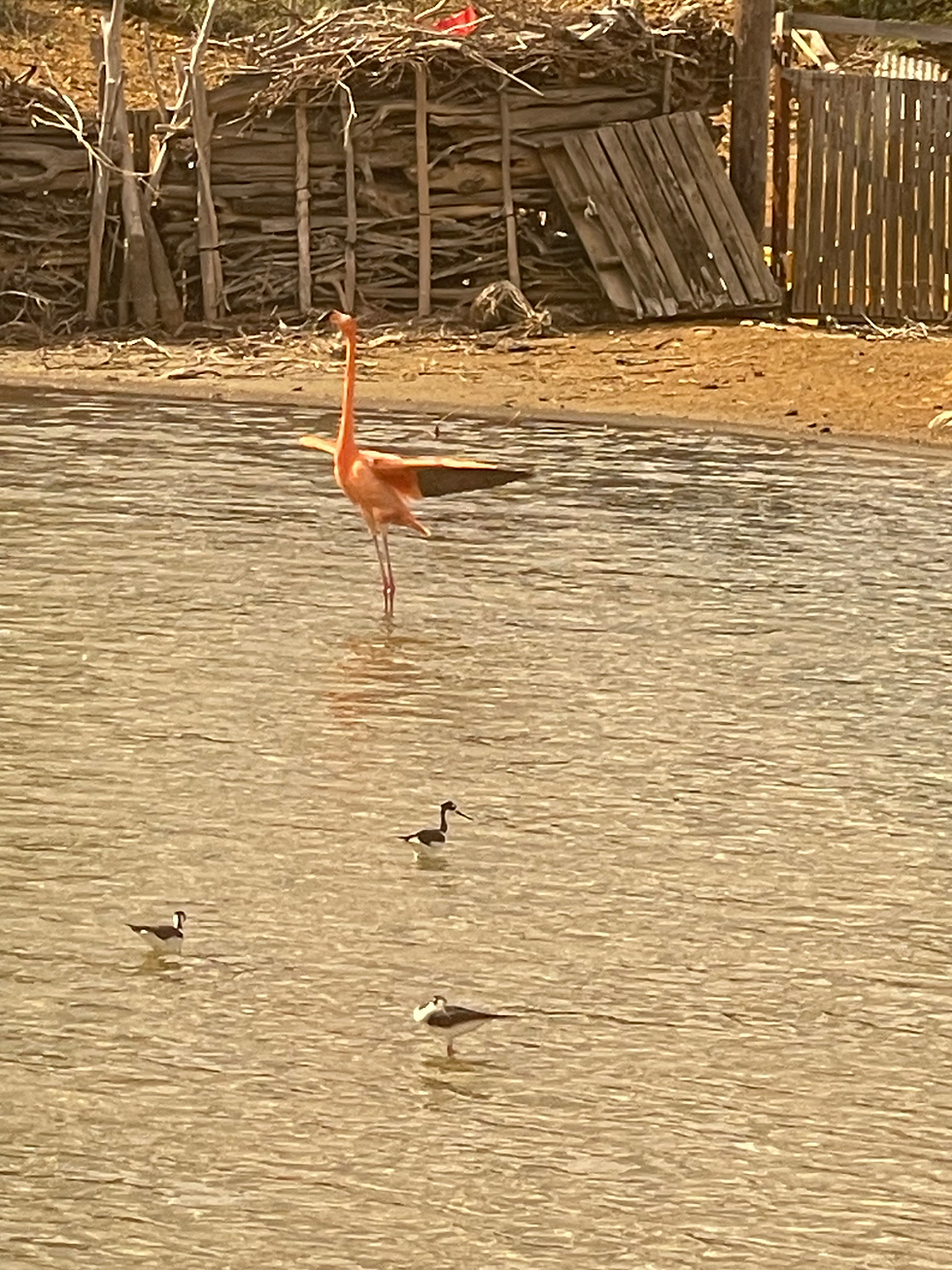 Lîle possède une réserve abritant de nombreux flamants roses.