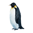 Watercolor Penguin 1