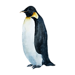 Watercolor Penguin 1