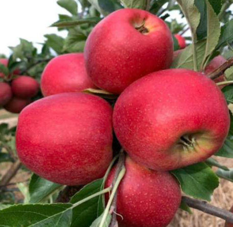 Autumn Crisp apple tree