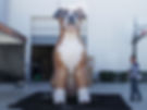 10ft Giant Inflatable Dog Boxer