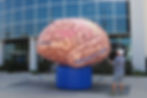 10 ft. Giant Inflatable Brain for Exhibits