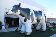 15 ft. Giant inflatable cow