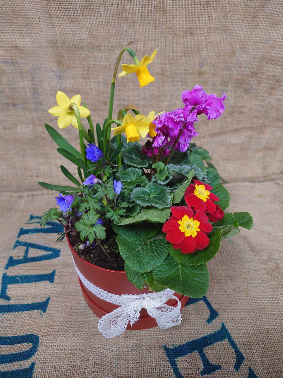Flower Shop Roses of Anlaby