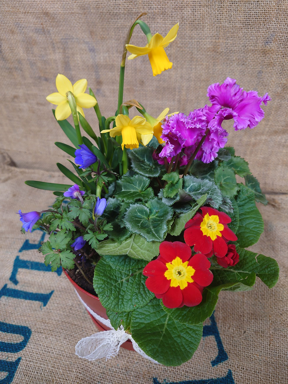 Flower Shop Roses of Anlaby