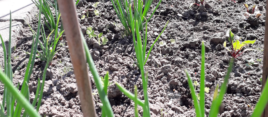 Weeksoep van 24 april