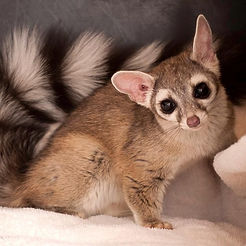 cacomistle.jpg