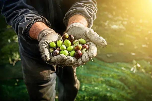 Olive Harvesting
