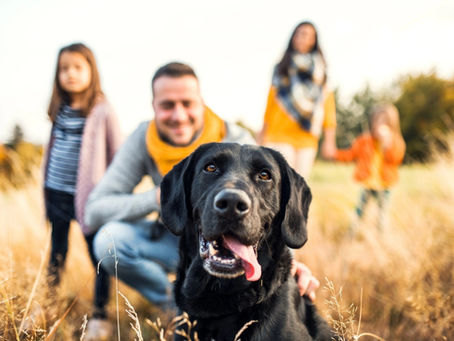 Smooth Recovery Ahead: Spay & Neuter Care Tips for Pet Parents