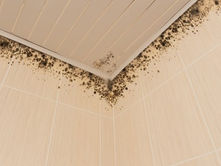 black mold on the ceiling